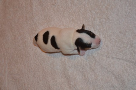 ADELE of CARNUNTIAN JACKS