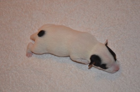 APOLL(O) of CARNUNTIAN JACKS