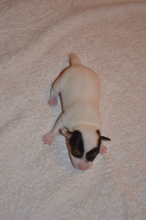 ANUBIS of CARNUNTIAN JACKS