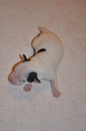 AJAX of CARNUNTIAN JACKS