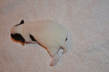 ACHILL(ES) of CARNUNTIAN JACKS (...die Ferse! man beachte die Ferse!)