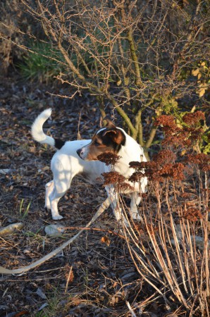 LORD von der Pferdefarm