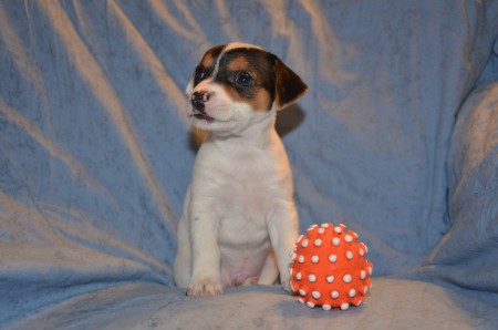 ANUBIS of Carnuntian Jacks