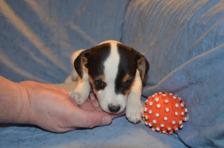 ADELE of Carnuntian Jacks