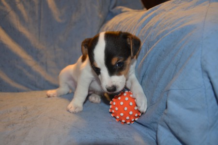 ADELE of Carnuntian Jacks