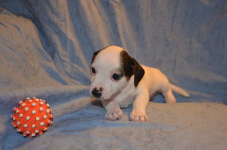 AJAX of Carnuntian Jacks