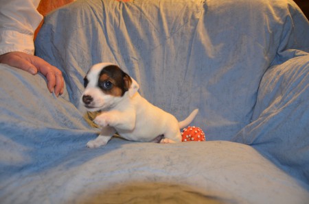 APOLL(O) of Carnuntian Jacks