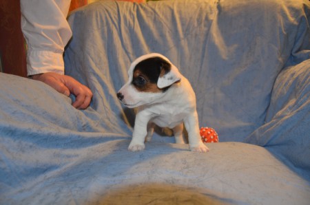 APOLL(O) of Carnuntian Jacks