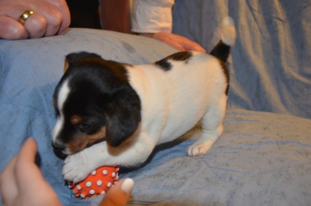 ATLAS of Carnuntian Jacks