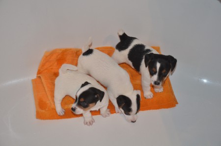 WASCHTAG: ACHILL(ES), APOLL(O) und ATLAS in der Badewanne