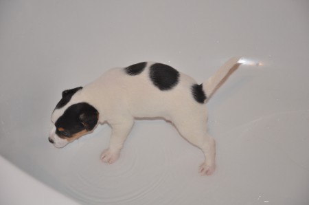 WASCHTAG: ADELE die Wassernixe