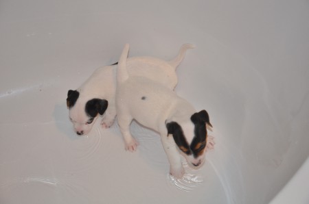 WASCHTAG: AJAX und ANUBIS beäugen das Wasser kritisch 