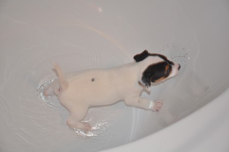 WASCHTAG: ANUBIS sprizt mit Wasser um sich