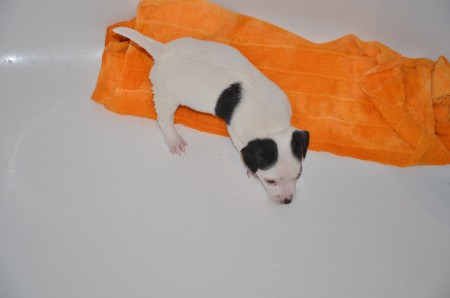 WASCHTAG: AJAX ist sich nicht sicher ob er Wasser gut findet 