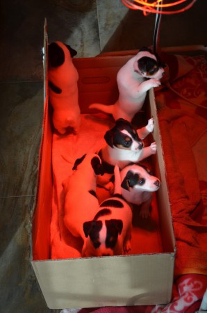 WASCHTAG: Aufwärmen unter der Infrarotlampe :-)