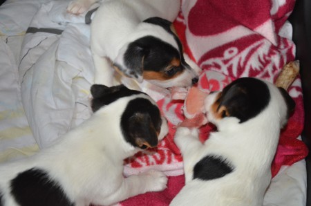 MY FIRST MARK-KNOCHEN: Adele, Achill(es) und Anubis :-)