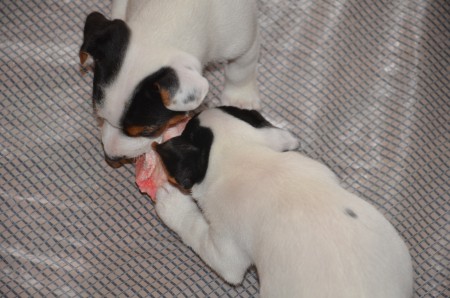 Gemeinsam schmeckt's doppelt so gut: Anubis & Apoll(o)!