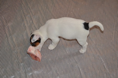 ...aber MY KNOCHEN IS MY CASTLE: Apoll(o) :-)