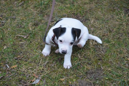 ...oder ist's dort vorne interessanter??? (Ajax)