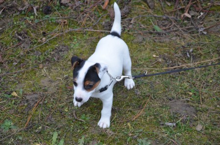 Apollo auf Entdeckungsreise...