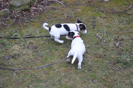 ...schnuppern...schnüffeln...schnofeln... (Adele & Anubis)