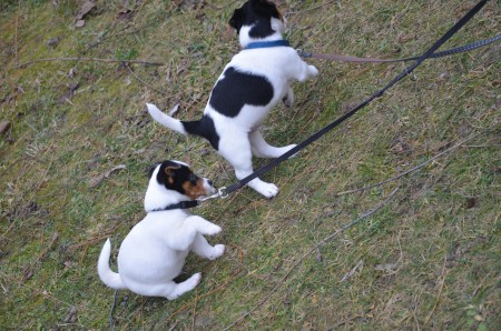 ...und Verfolgungsjagd starten! (Achilles und Atlas)