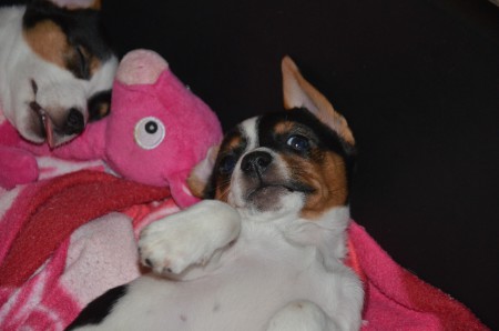 Atlas - demnächst in der Tiefschlaf-Phase...