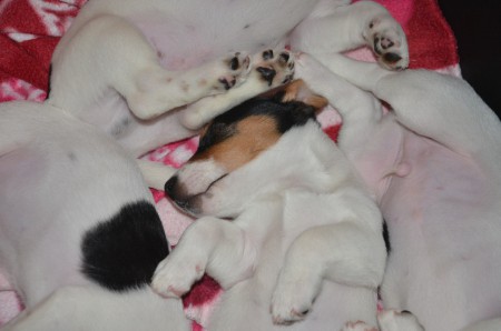 Achilles - einmal Gruppen-Kuscheln bitte!