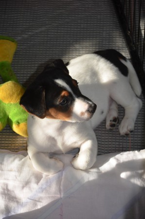 ATLAS - im Profil besonders hübsch ;-)