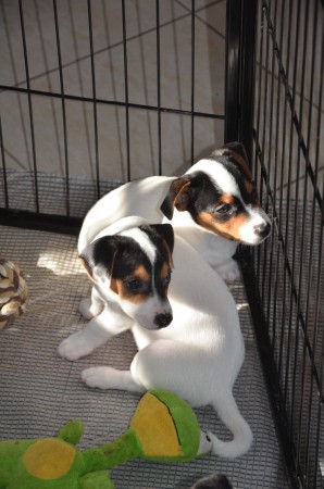 Von hinten nach vorne: ACHILLES, ANUBIS, Frosch...