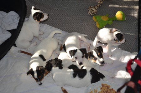 Von links nach rechts: APOLLO (Maxi), ACHILLES, AJAX, ADELE (Luna), ANUBIS, ATLAS (im Vordergrund quer...)