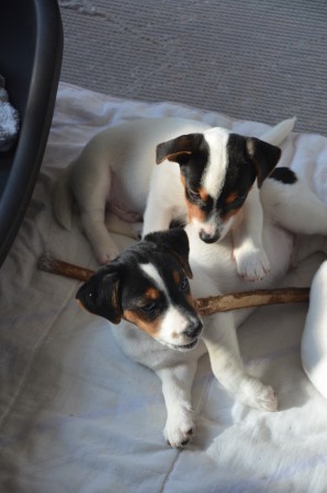 ATLAS (vorne) & ACHILLES (schräg hinten oben; will auch ein Stöckchen...)