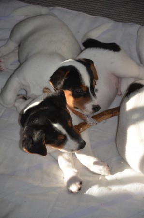 ATLAS ( hält beharrlich am Stöckchen fest) & ACHILLES (mit Kaustangerl...)