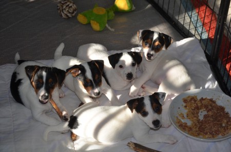 "Unsere" 5 Buben: ATLAS, ACHILLES, AJAX, Anubis (vergeben) & vorne quer Apollo/Maxi (vergeben)