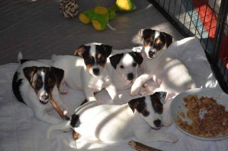 ...und noch einmal das Rüden-Quintett :-)