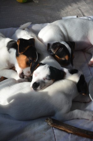 AJAX läßt es sich gut gehen im Kreis seiner Mit-Welpen ;-)