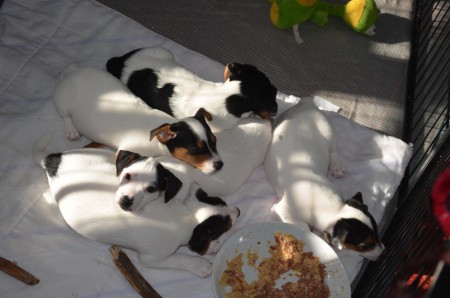 AJAX: ...vor dem Mittagsschläfchen noch Ausschau nach einer neuen Famile halten... ;-)