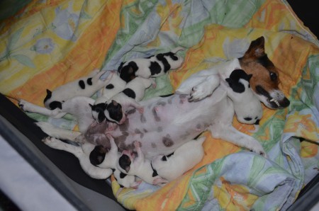 Während wir unseren B-Wurf "zum Fressen" süß finden,...