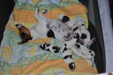 ...findet der B-Wurf seine Hunde-Mama "zum Fressen" süß ;-)