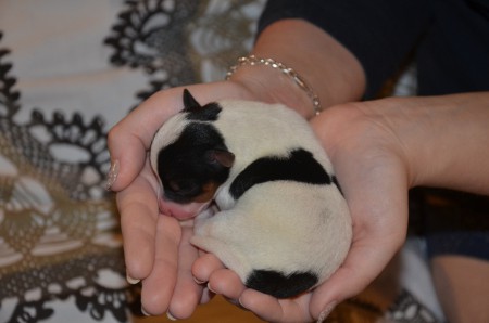 BLIND DATE, Hündin - tricolor