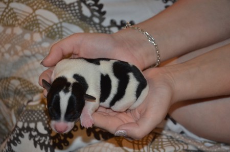 BUFFON - Rüde, tricolor