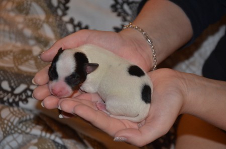 BALTHASAR 2.0 - Rüde, tricolor