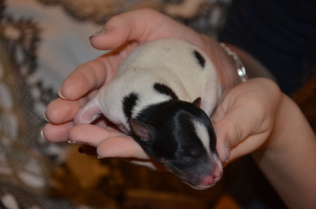 BATGIRL - Hündin, tricolor