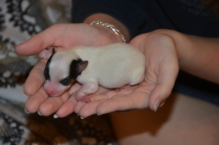 BLACK EYED PEA (Hündin)