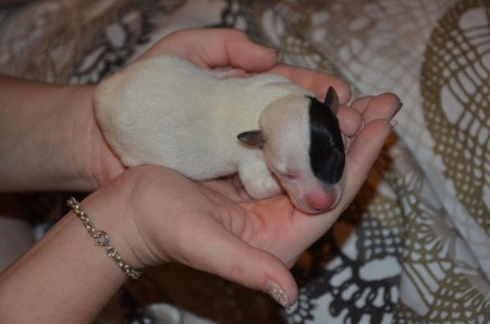 BRUCE AKA BATMAN - Rüde, tricolor