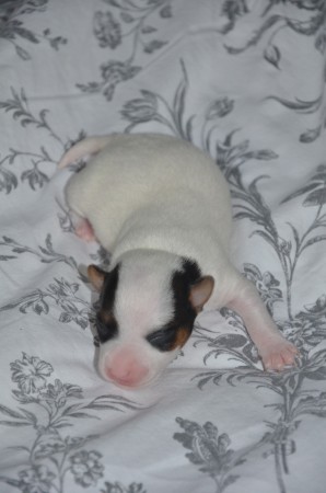 GRATULATION ZUM "1.WOCHE-TAG"! - BLACK EYED PEA