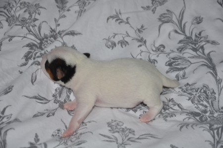 BLACK EYED PEA - ...und ganz viel weiß!