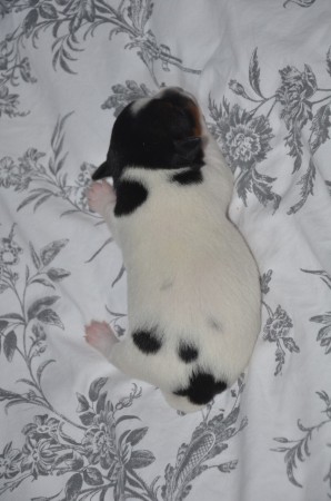 BATGIRL - ...auf die Ohrenstellung kommt es an!