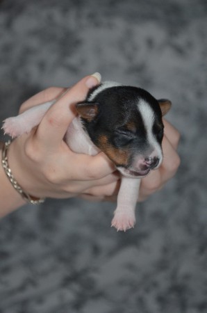 BATGIRL - auch Supergirls sind mal müde... ;-)