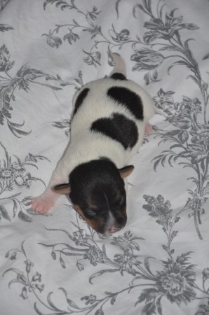 BACKGAMMON - Robben für Fortgeschrittene...